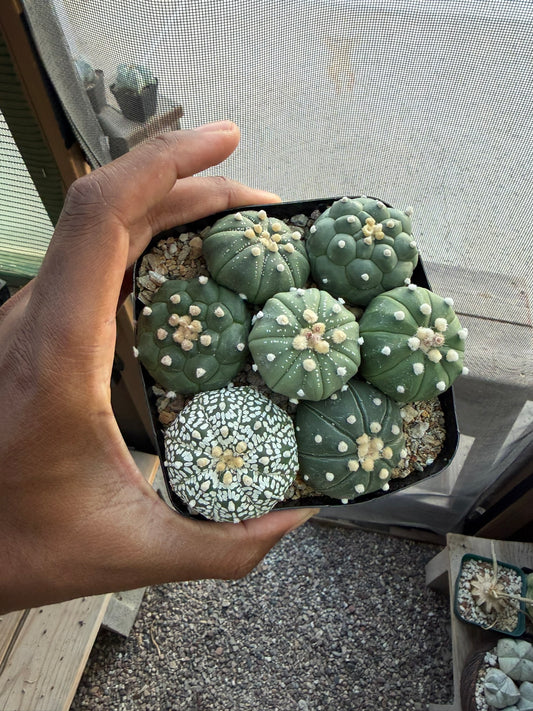 Astrophytum asterias Bundle!