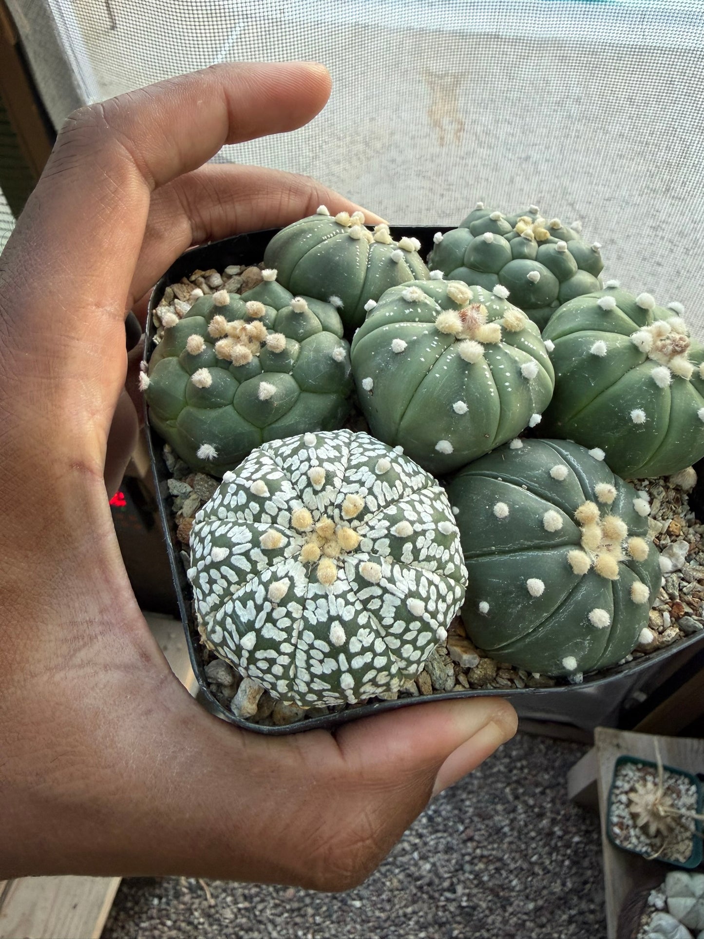 Astrophytum asterias Bundle!