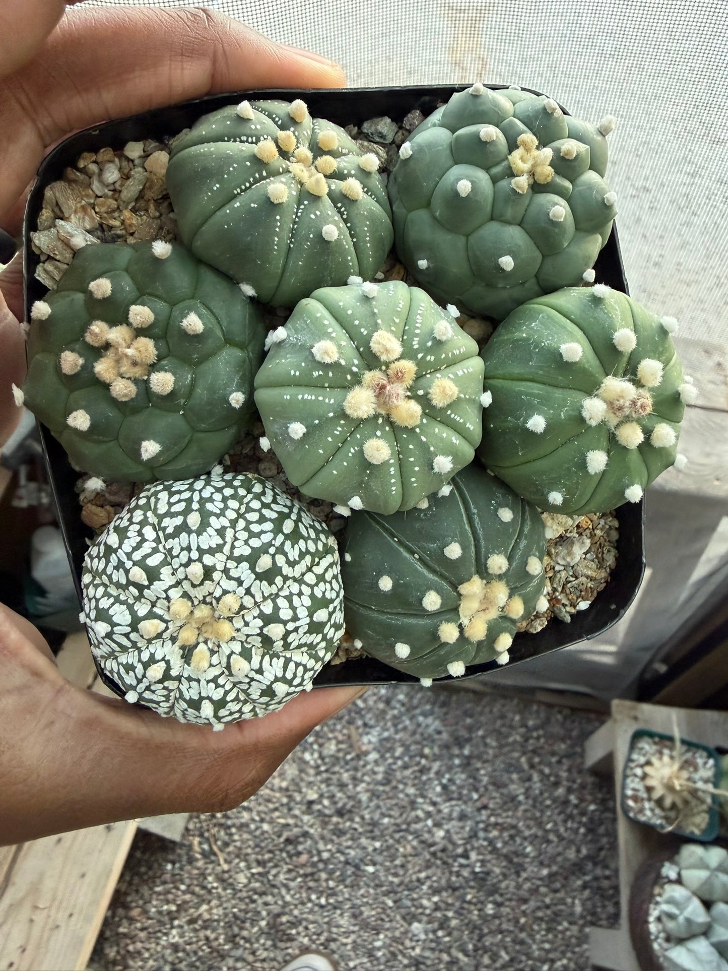 Astrophytum asterias Bundle!