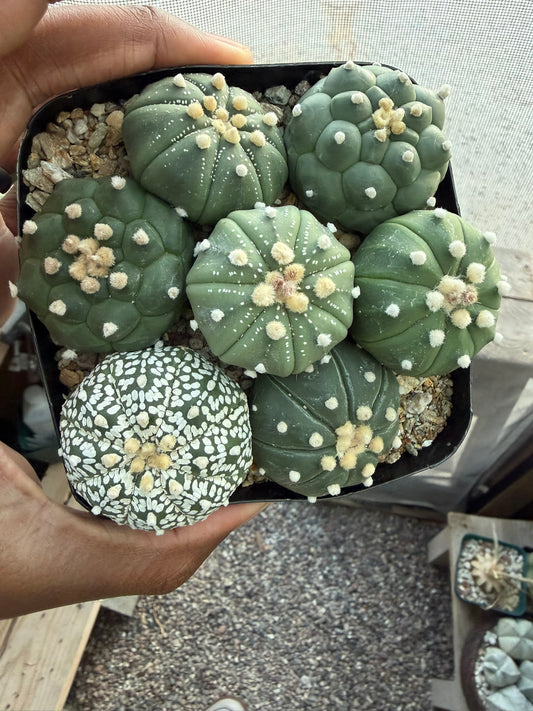 Astrophytum asterias Bundle!