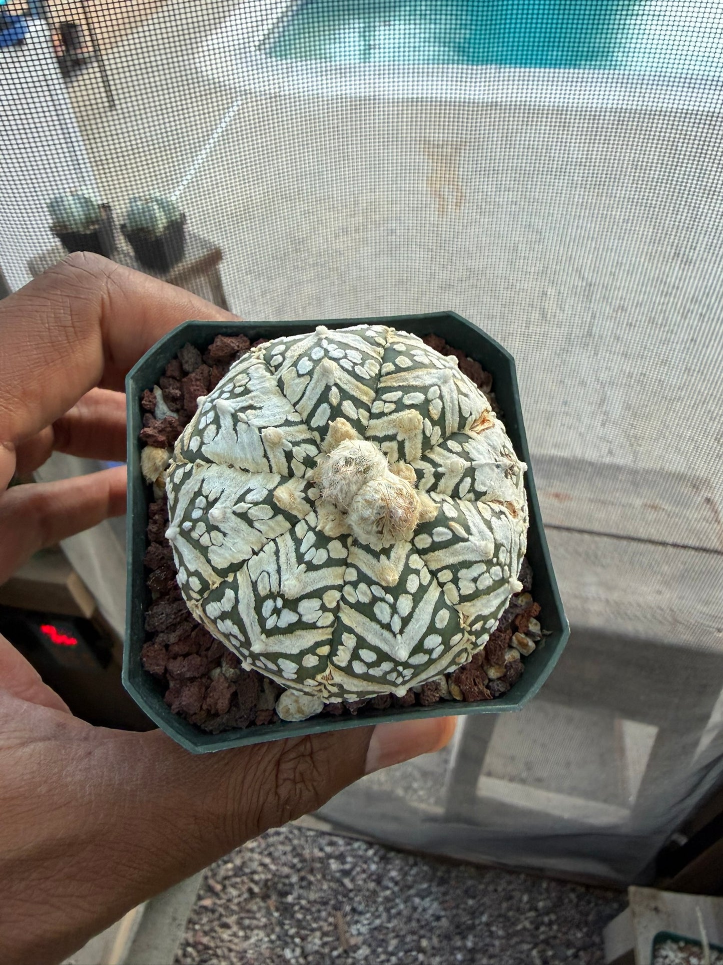 Astrophytum asterias Superkabuto V-Type