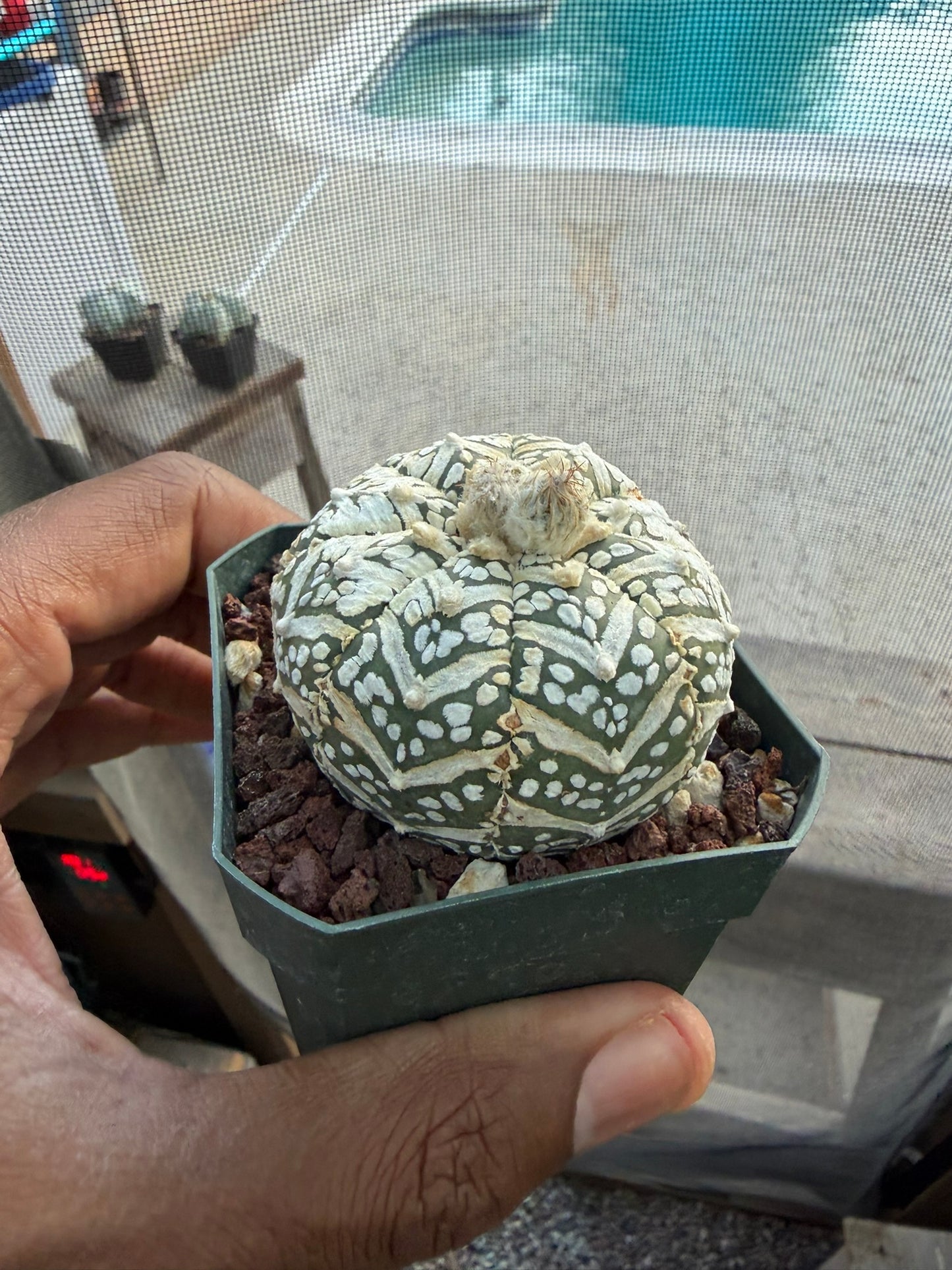 Astrophytum asterias Superkabuto V-Type