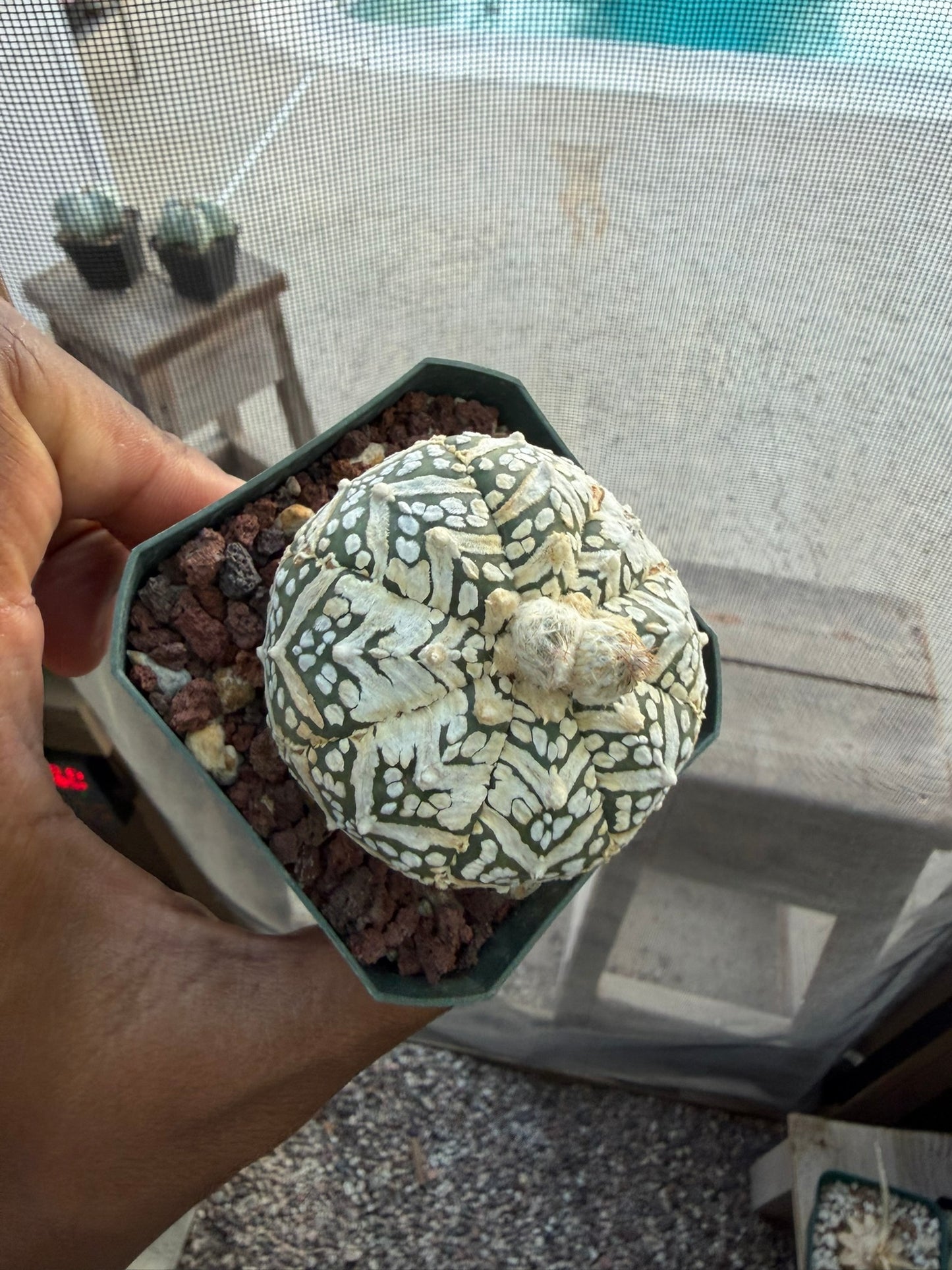Astrophytum asterias Superkabuto V-Type