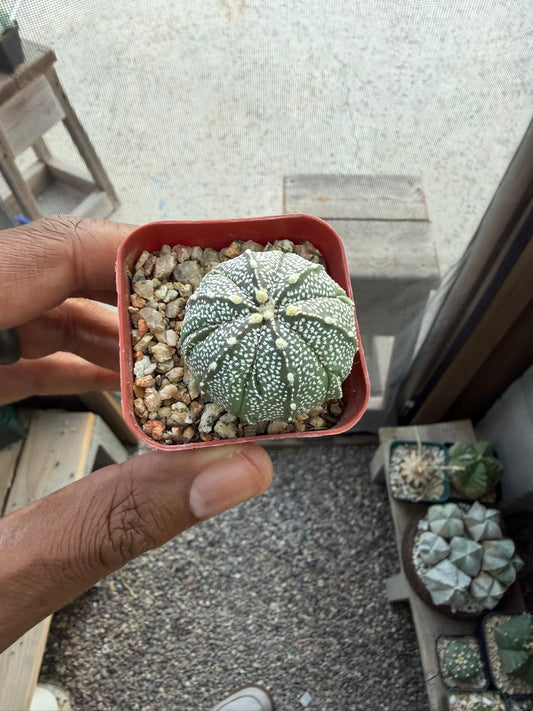 Astrophytum asterias x coahuilense
