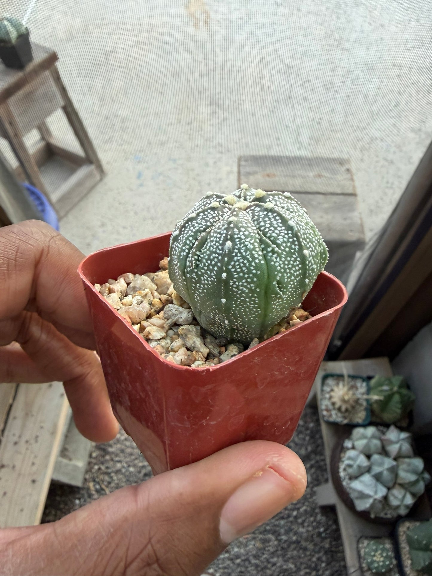 Astrophytum asterias x coahuilense