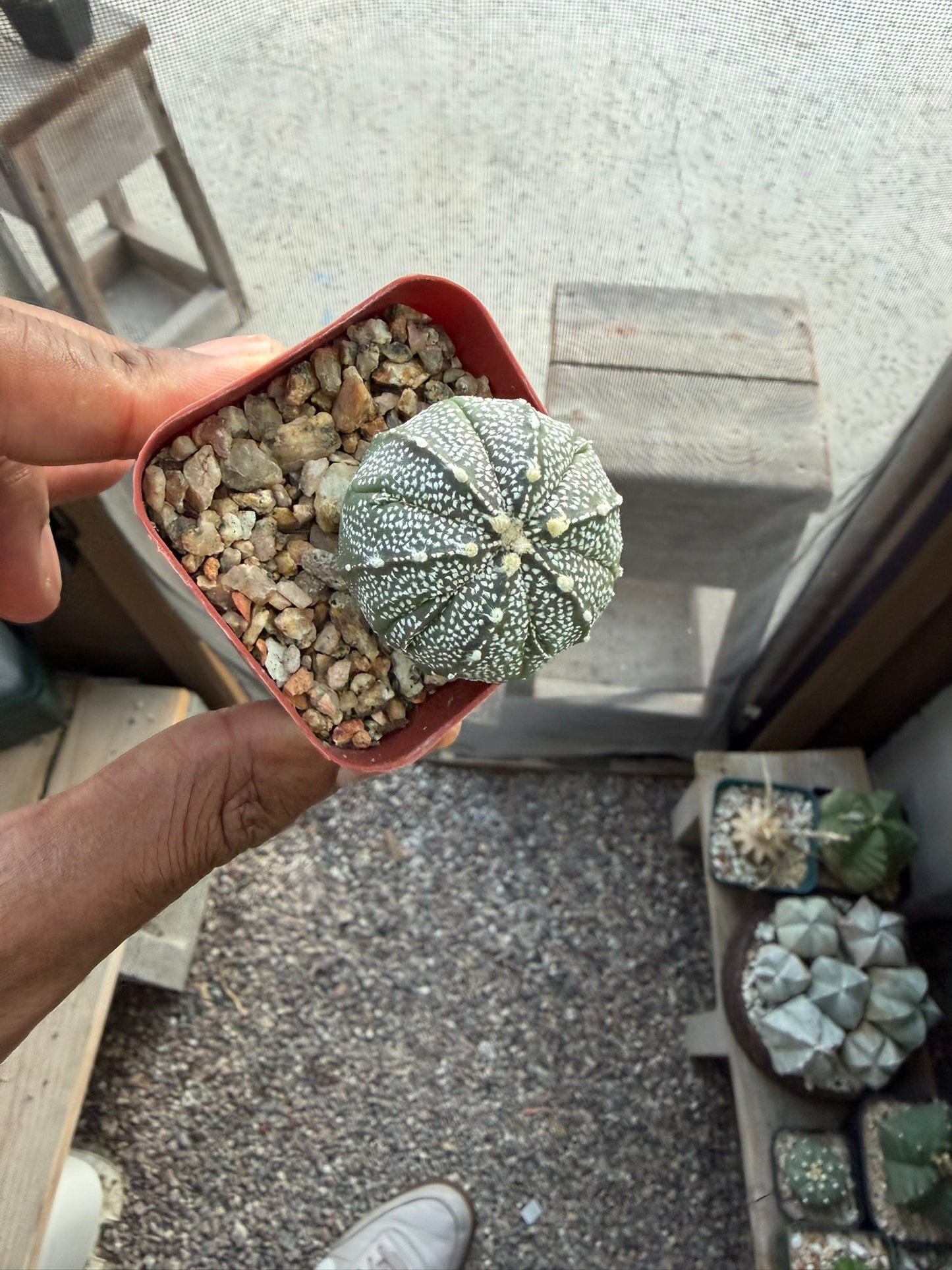 Astrophytum asterias x coahuilense