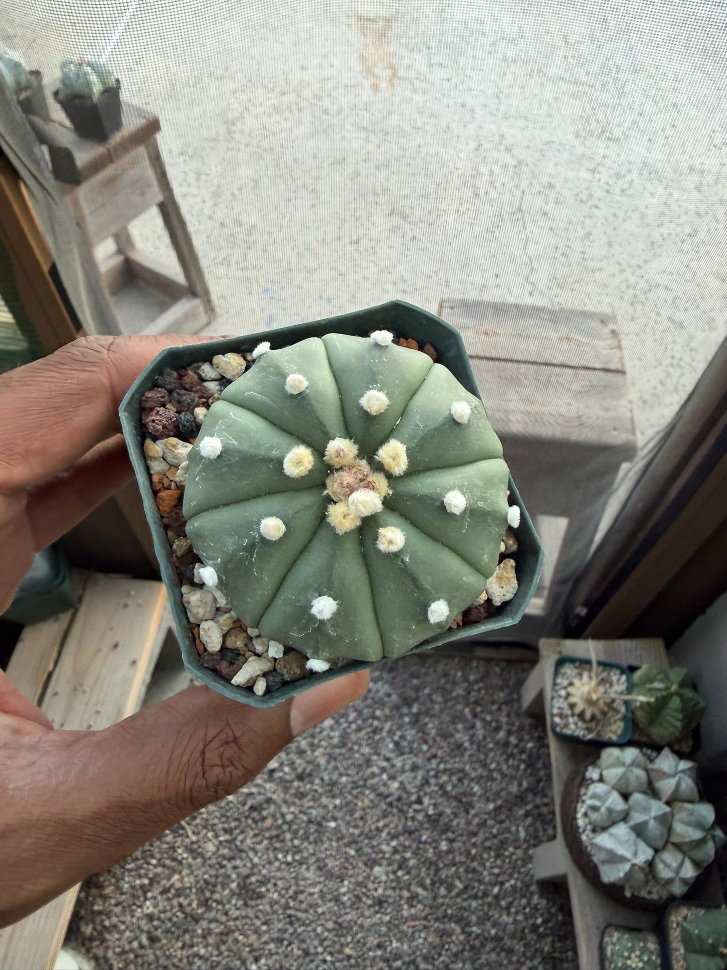 Astrophytum asterias