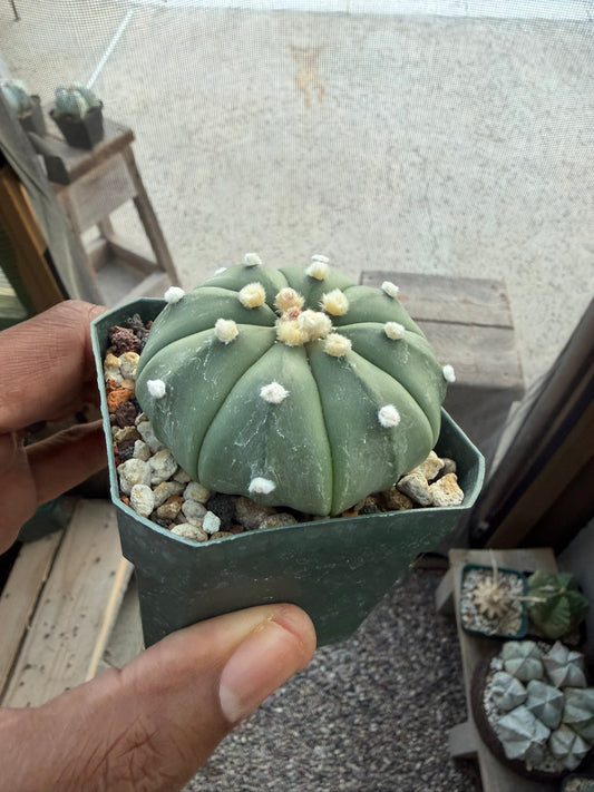 Astrophytum asterias