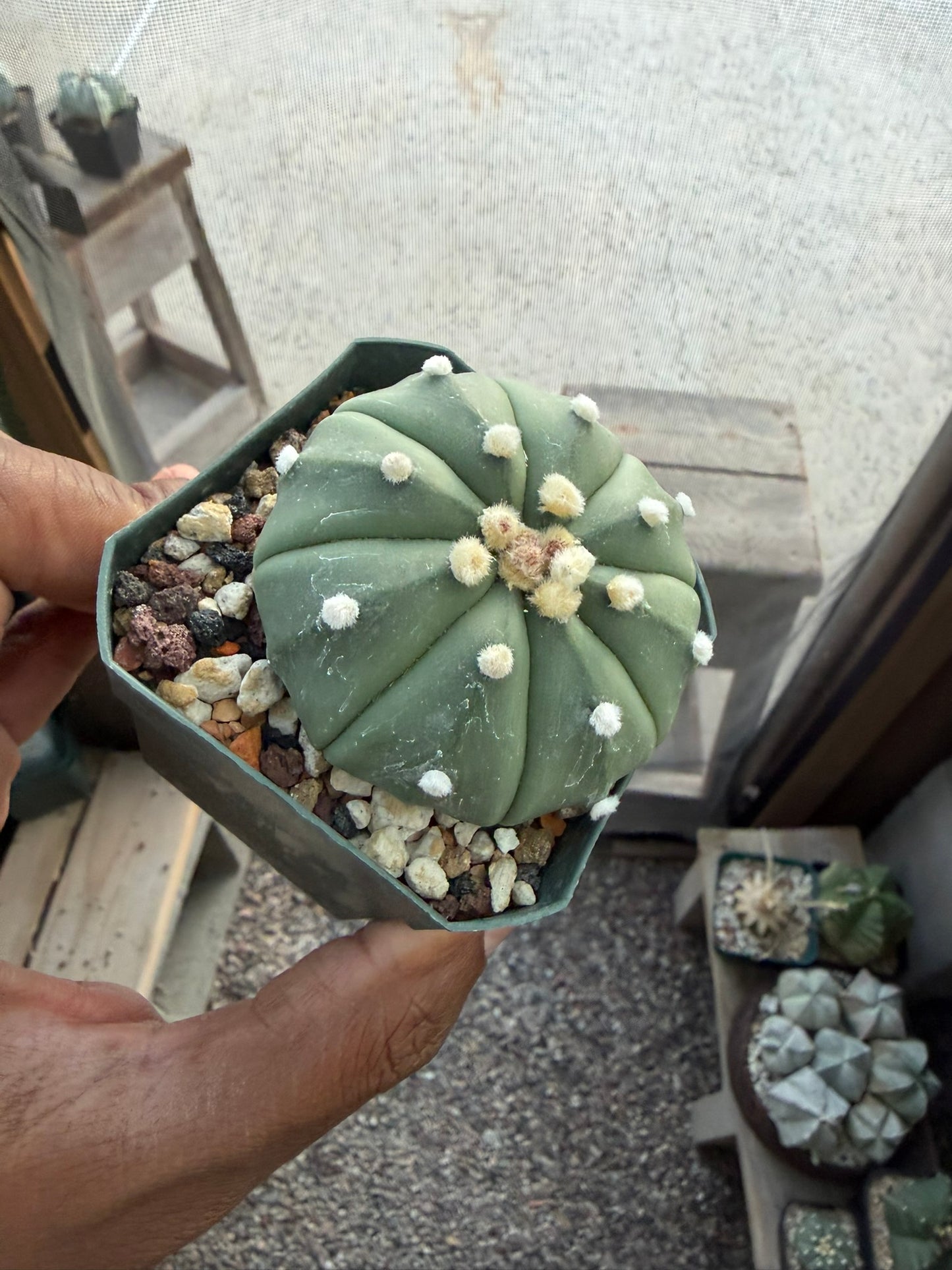Astrophytum asterias