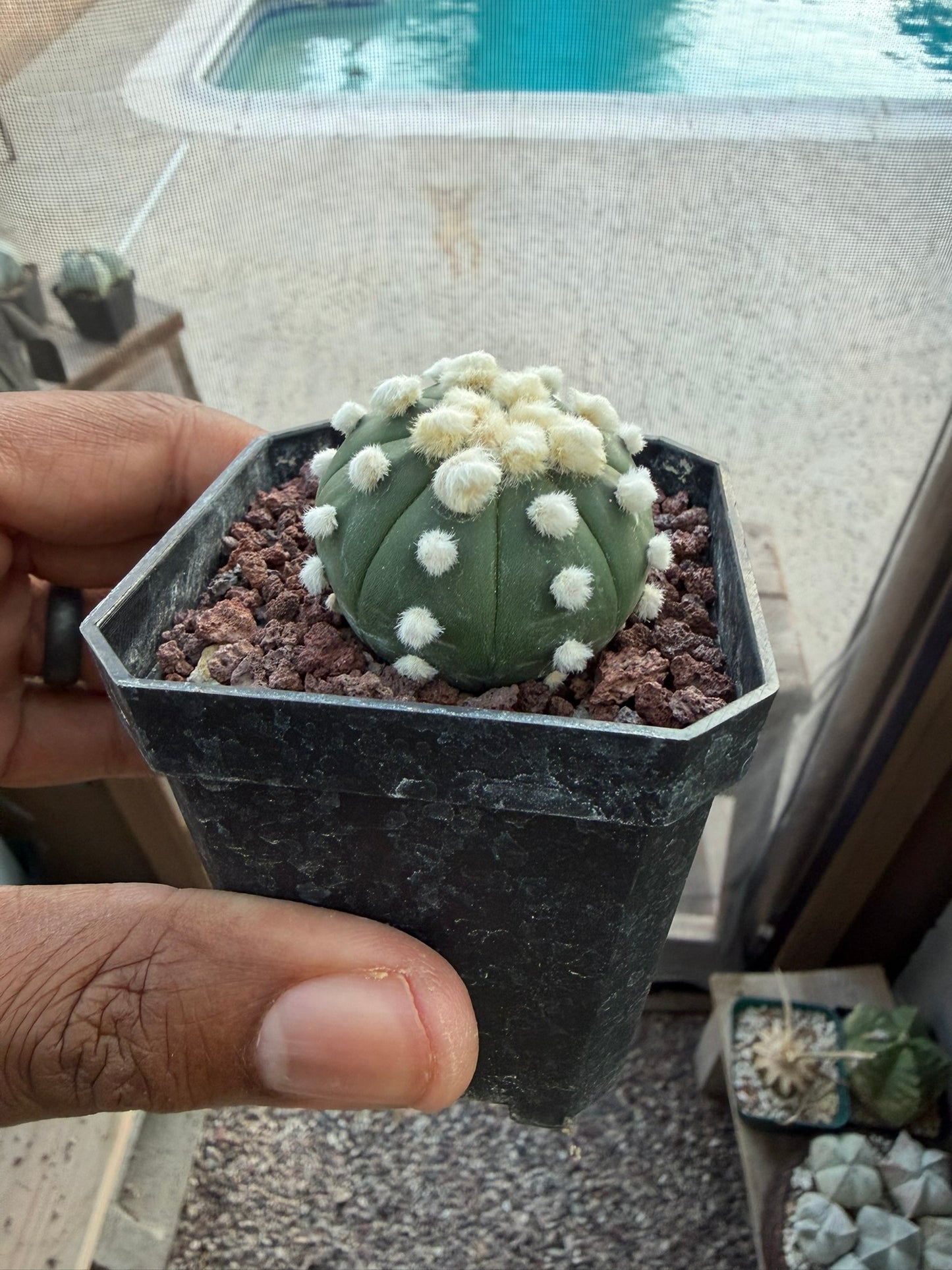 Astrophytum asterias Ooibo
