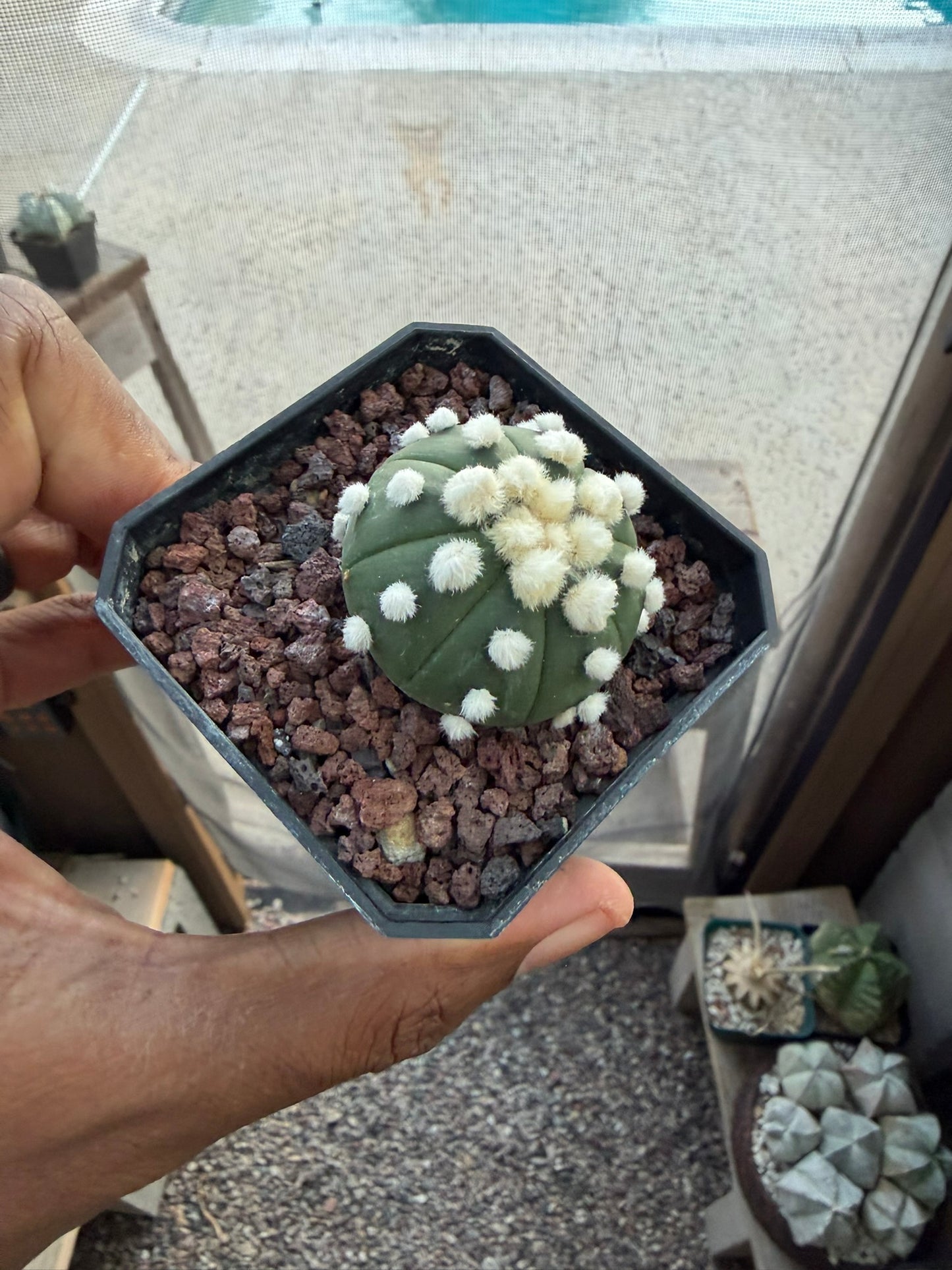 Astrophytum asterias Ooibo
