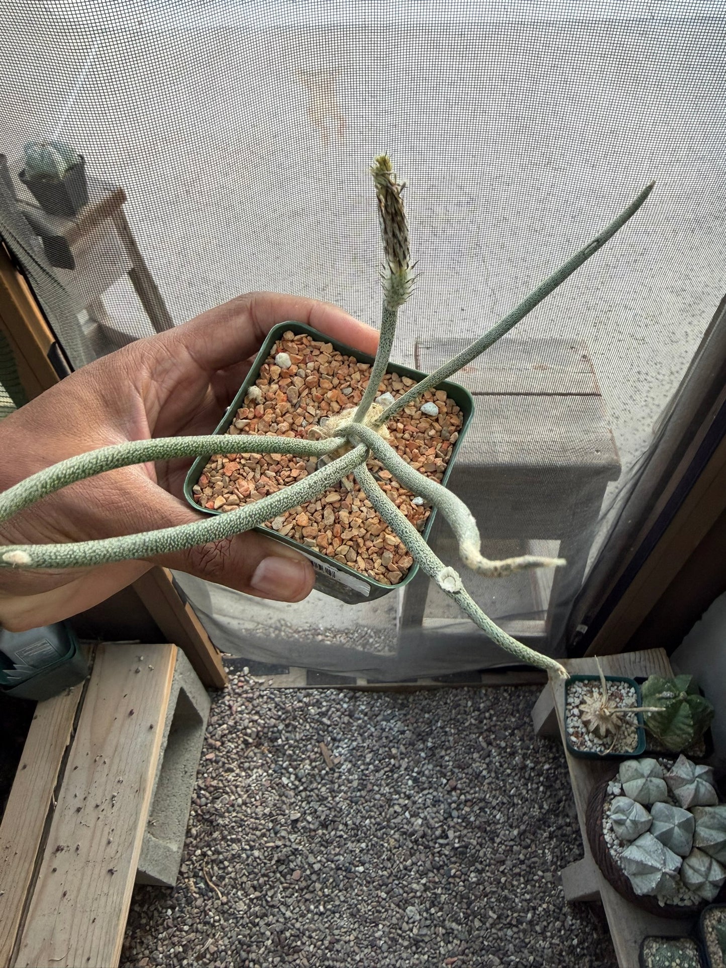 Astrophytum caput-medusae (grafted)