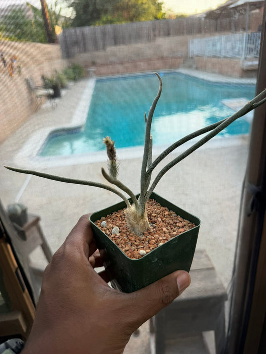 Astrophytum caput-medusae (grafted)