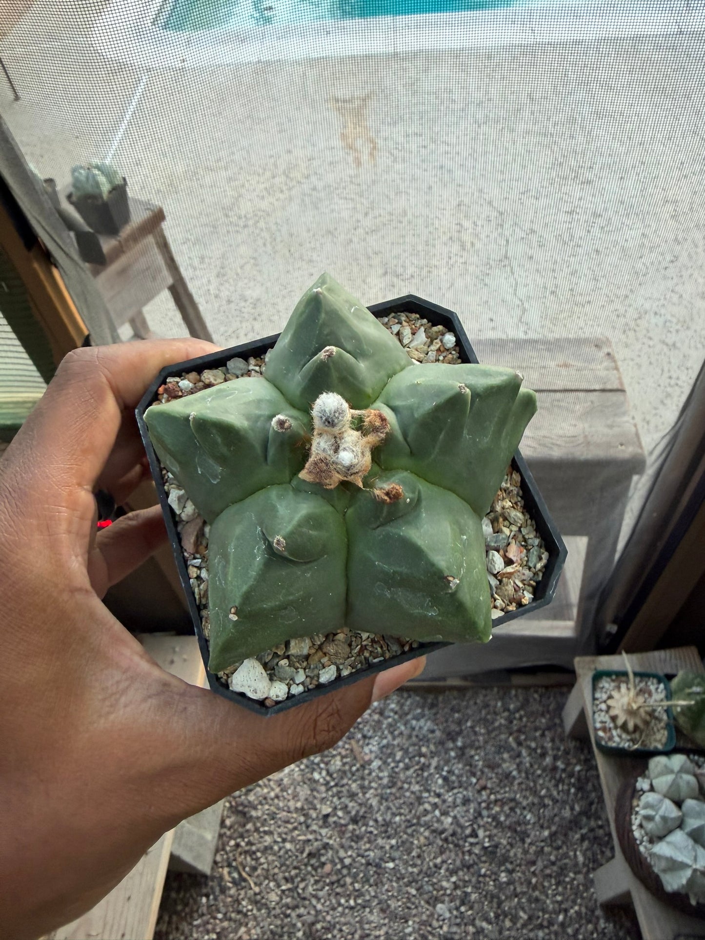 Astrophytum myriostigma Kikko