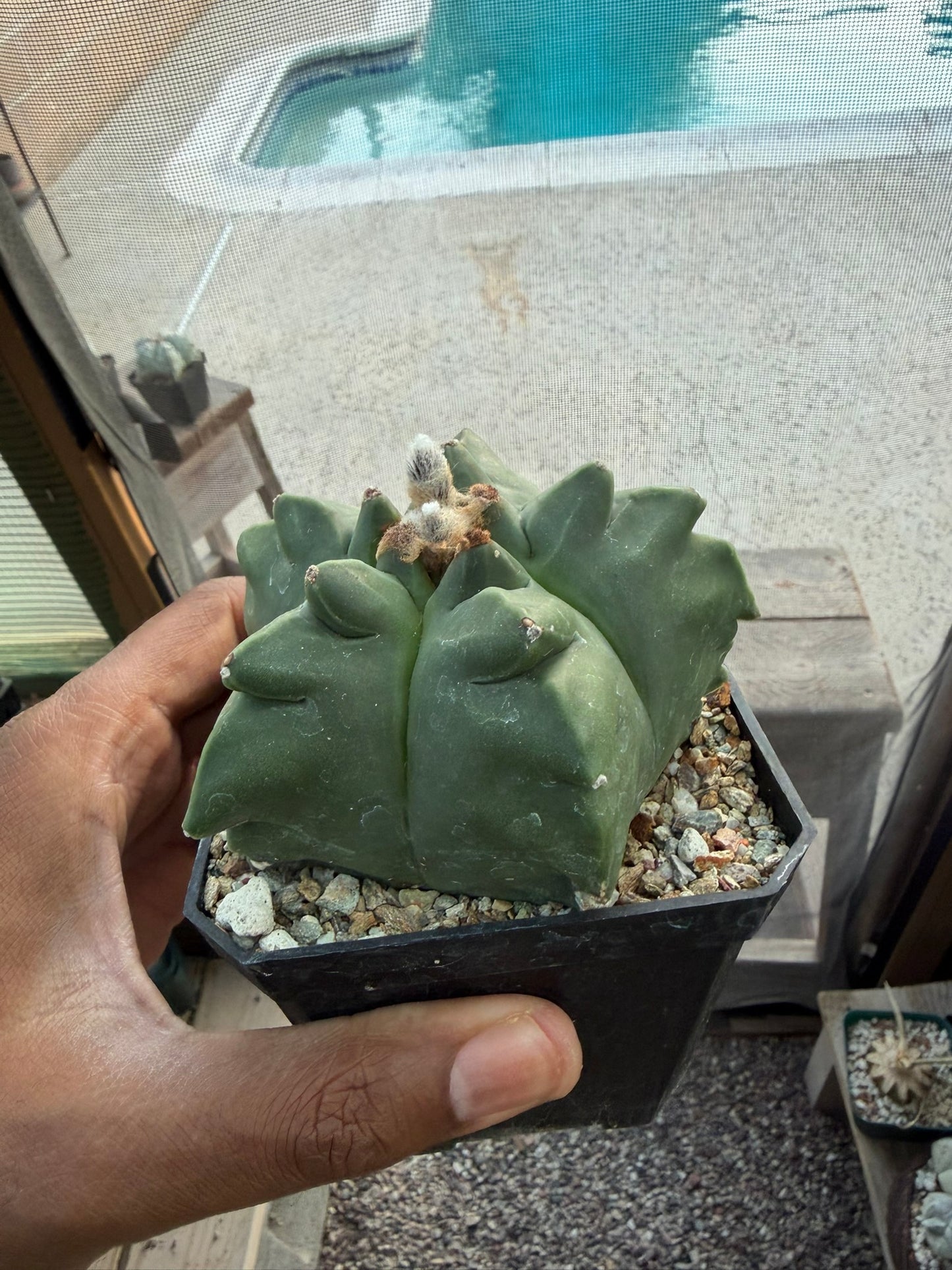 Astrophytum myriostigma Kikko