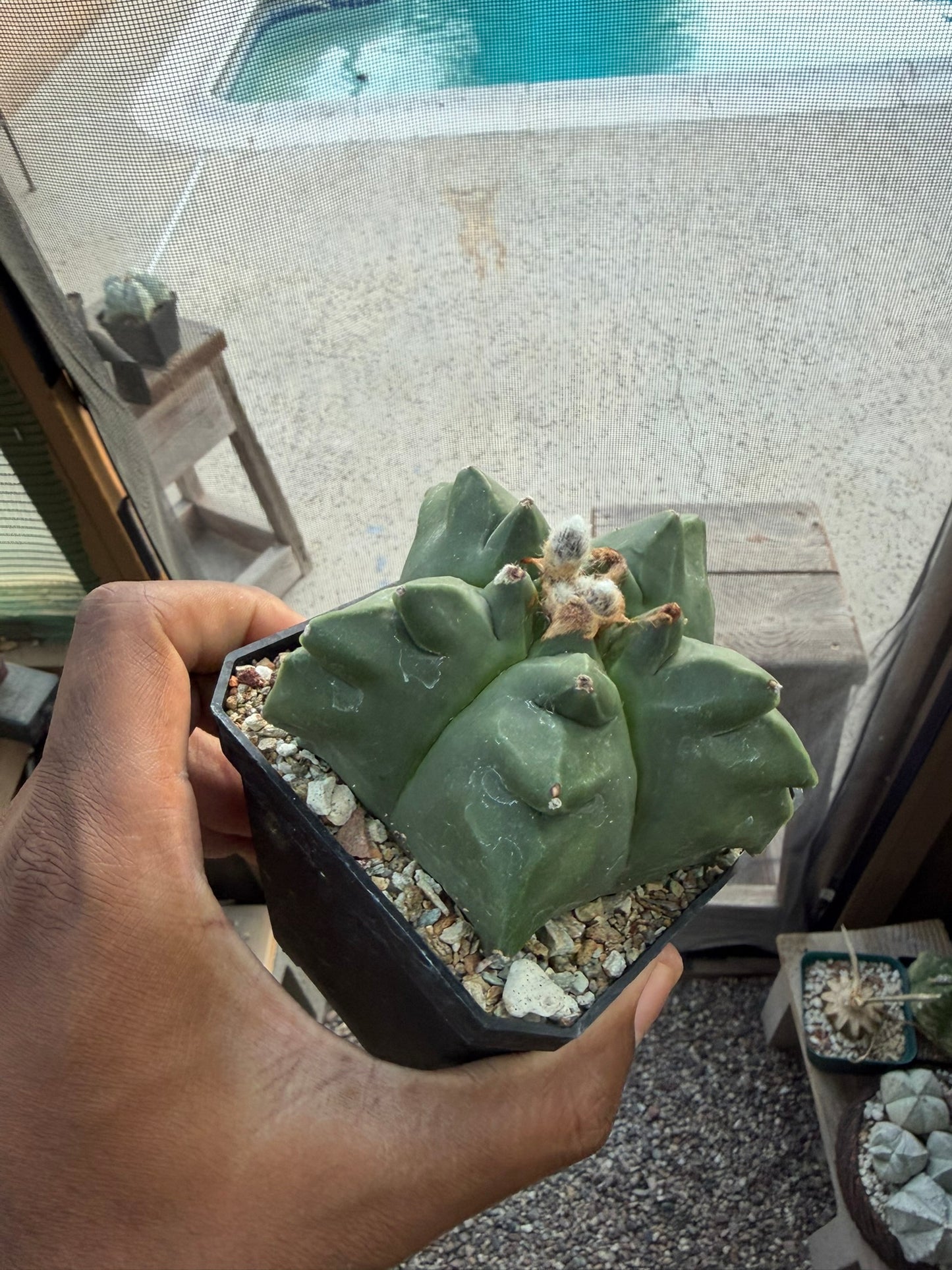 Astrophytum myriostigma Kikko
