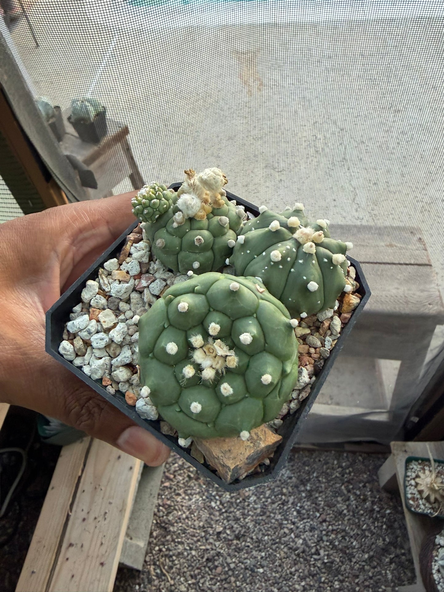 Astrophytum asterias Kikko Bundle!