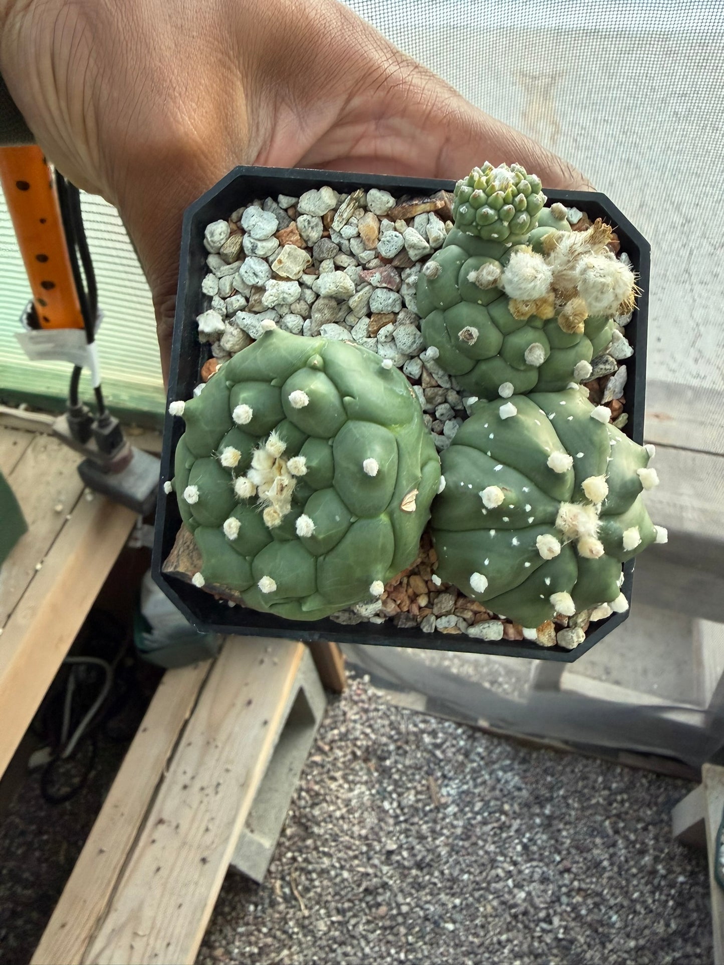Astrophytum asterias Kikko Bundle!