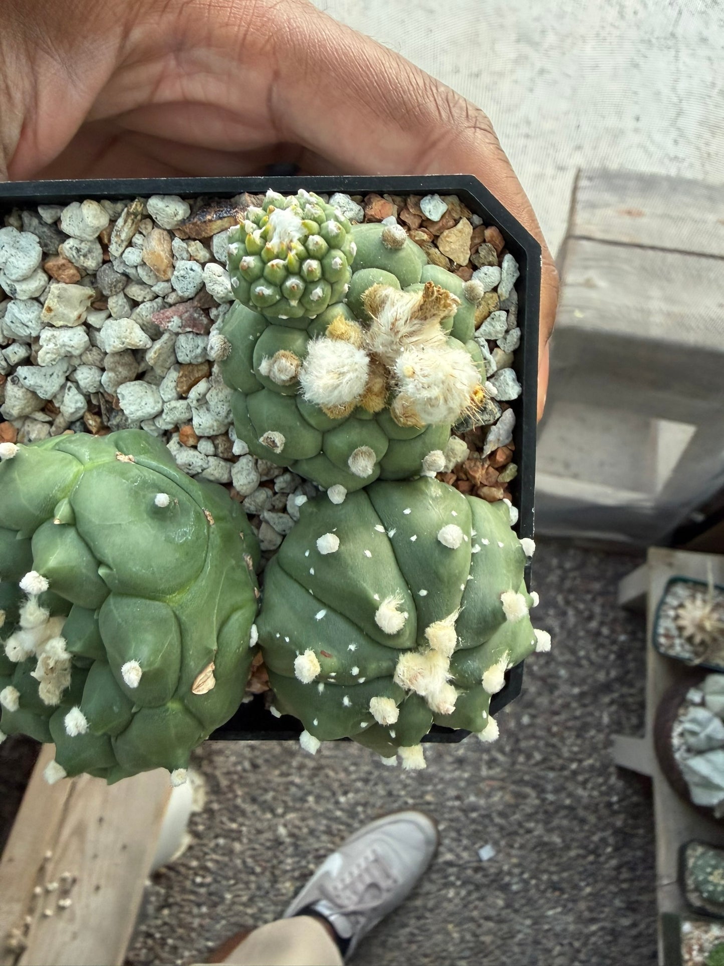 Astrophytum asterias Kikko Bundle!