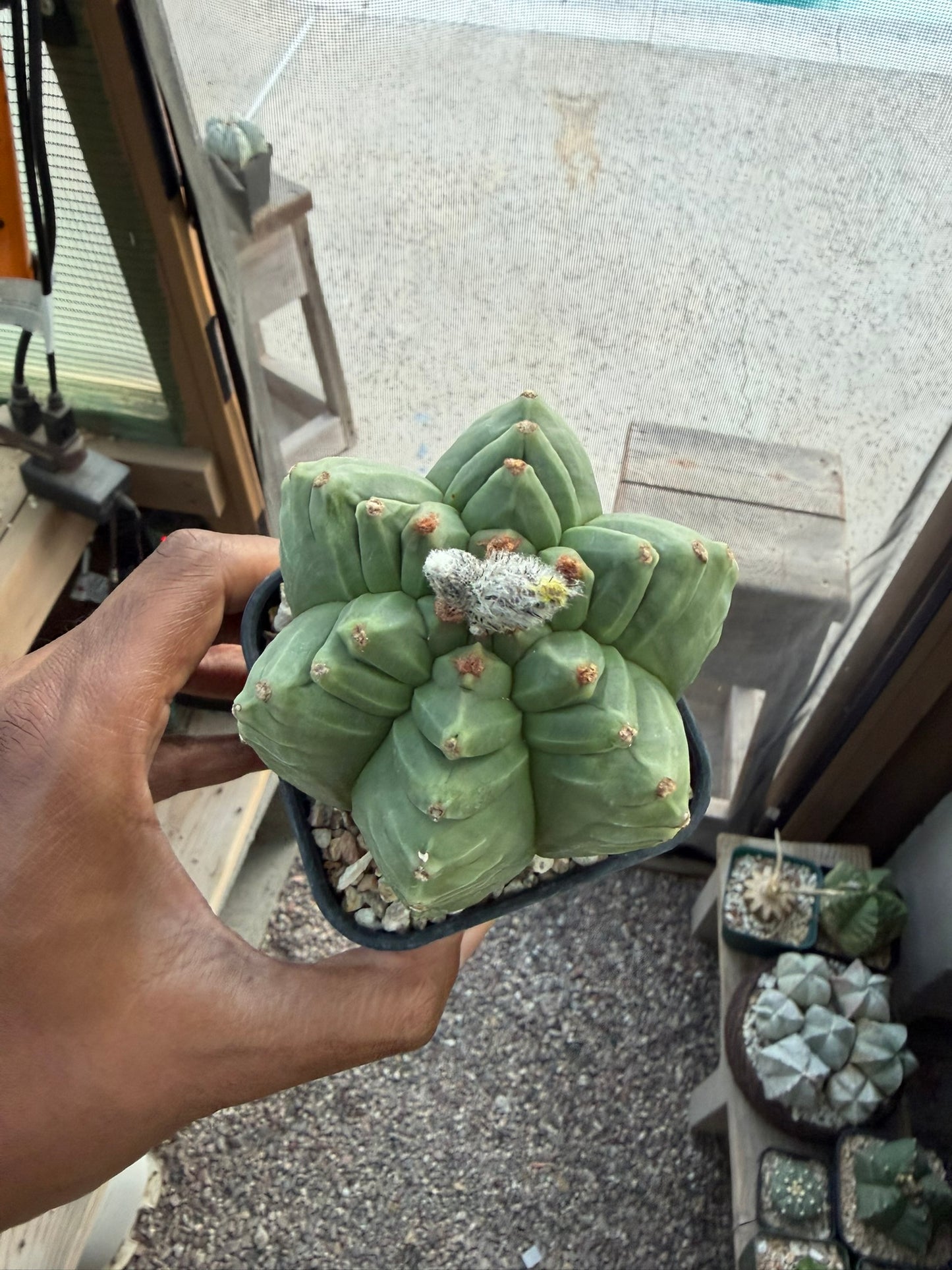 Astrophytum myriostigma Kikko Multicoastatum