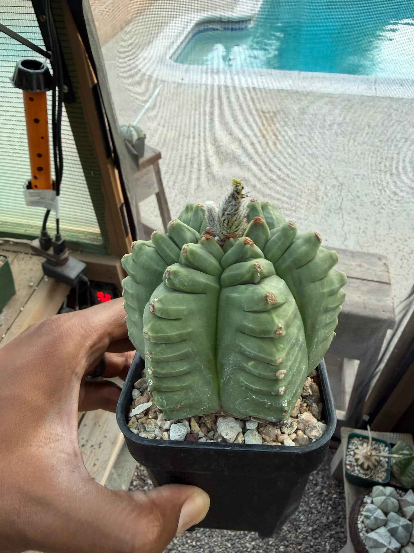 Astrophytum myriostigma Kikko Multicoastatum