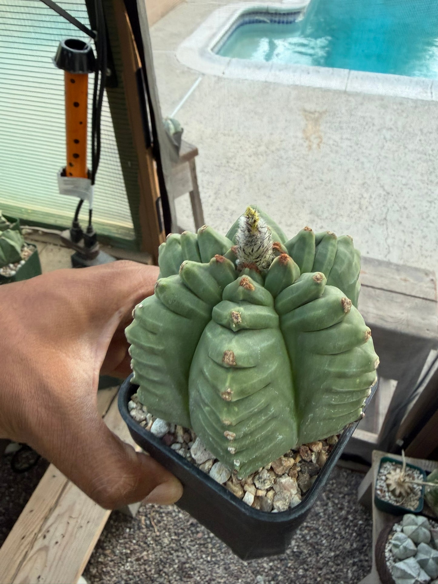Astrophytum myriostigma Kikko Multicoastatum