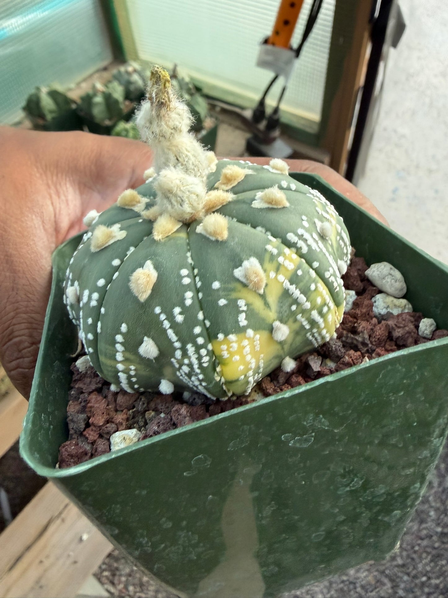 Astrophytum asterias Star Shape Variegated