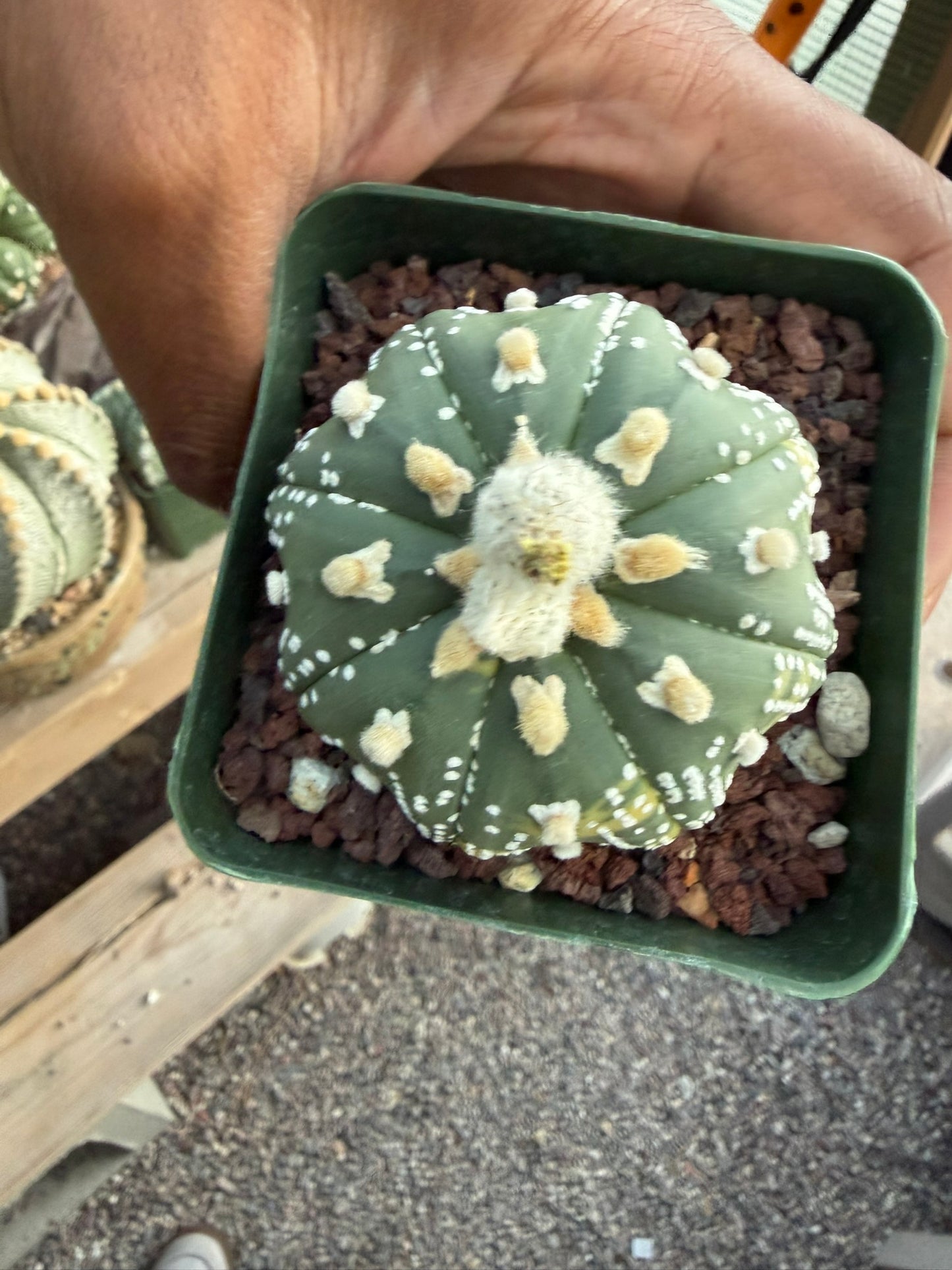 Astrophytum asterias Star Shape Variegated