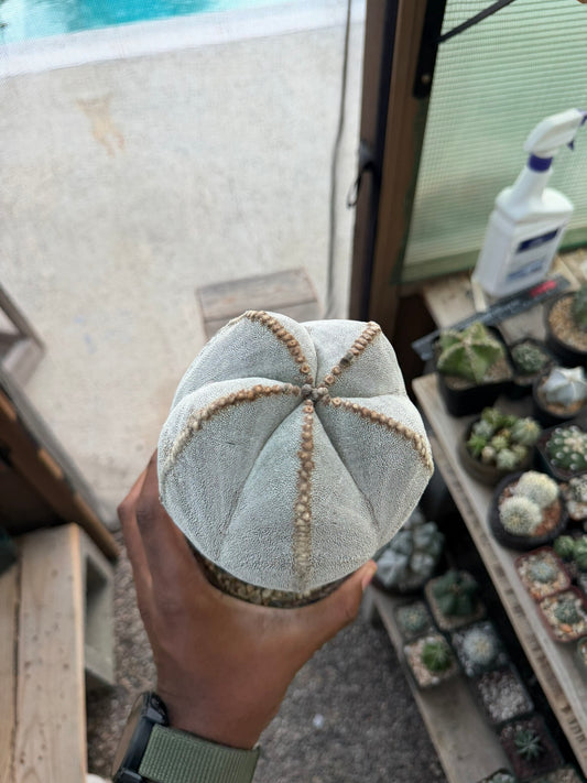 Astrophytum myriostigma Onzuka