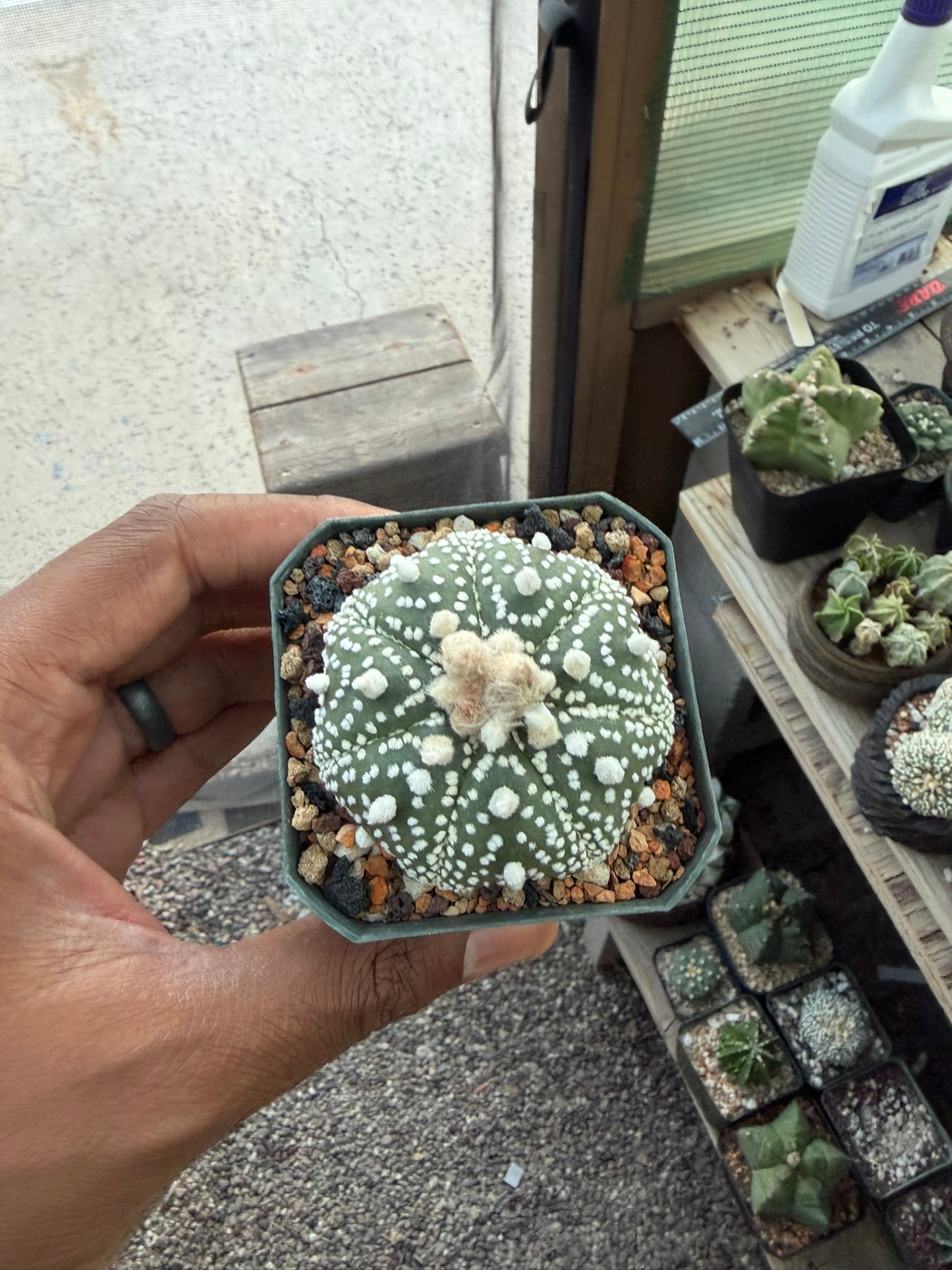 Astrophytum asterias
