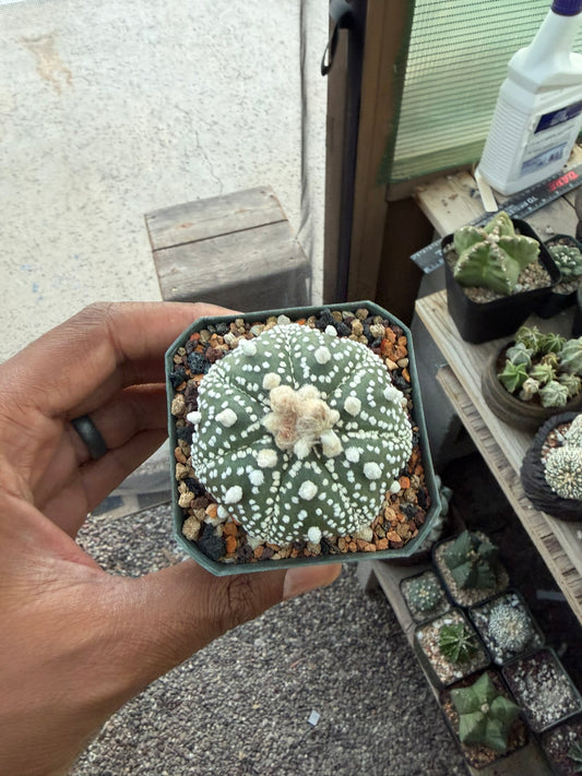 Astrophytum asterias