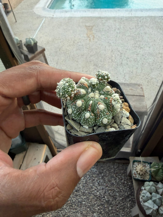 Astrophytum asterias prolifera