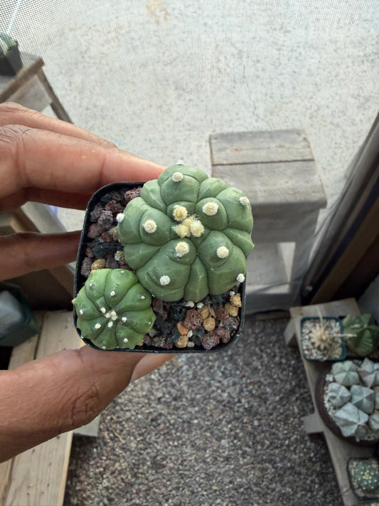 Astrophytum asterias bundle