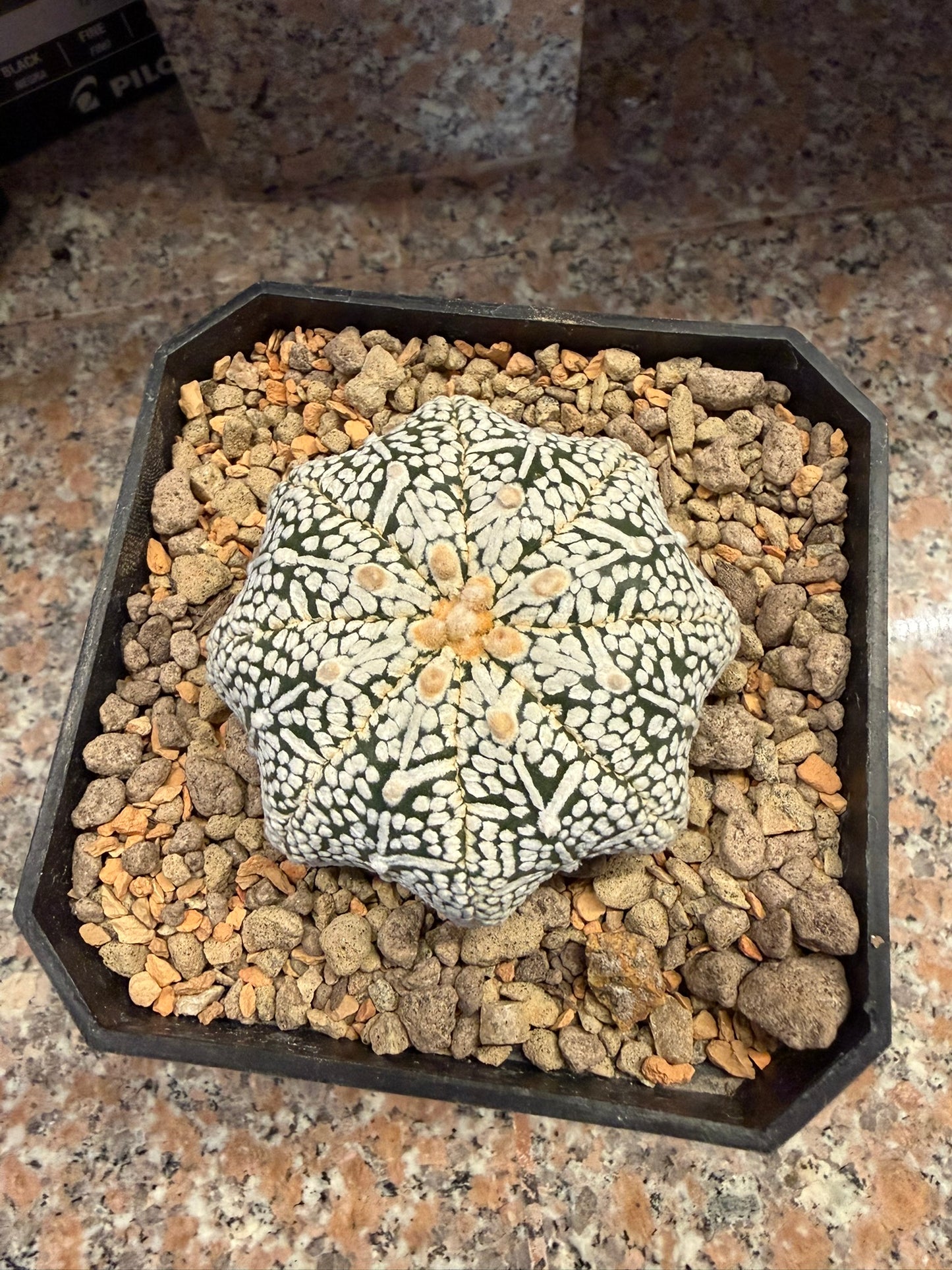 Astrophytum asterias Superkabuto