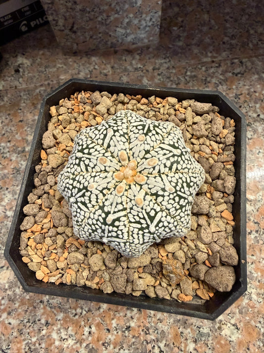 Astrophytum asterias Superkabuto
