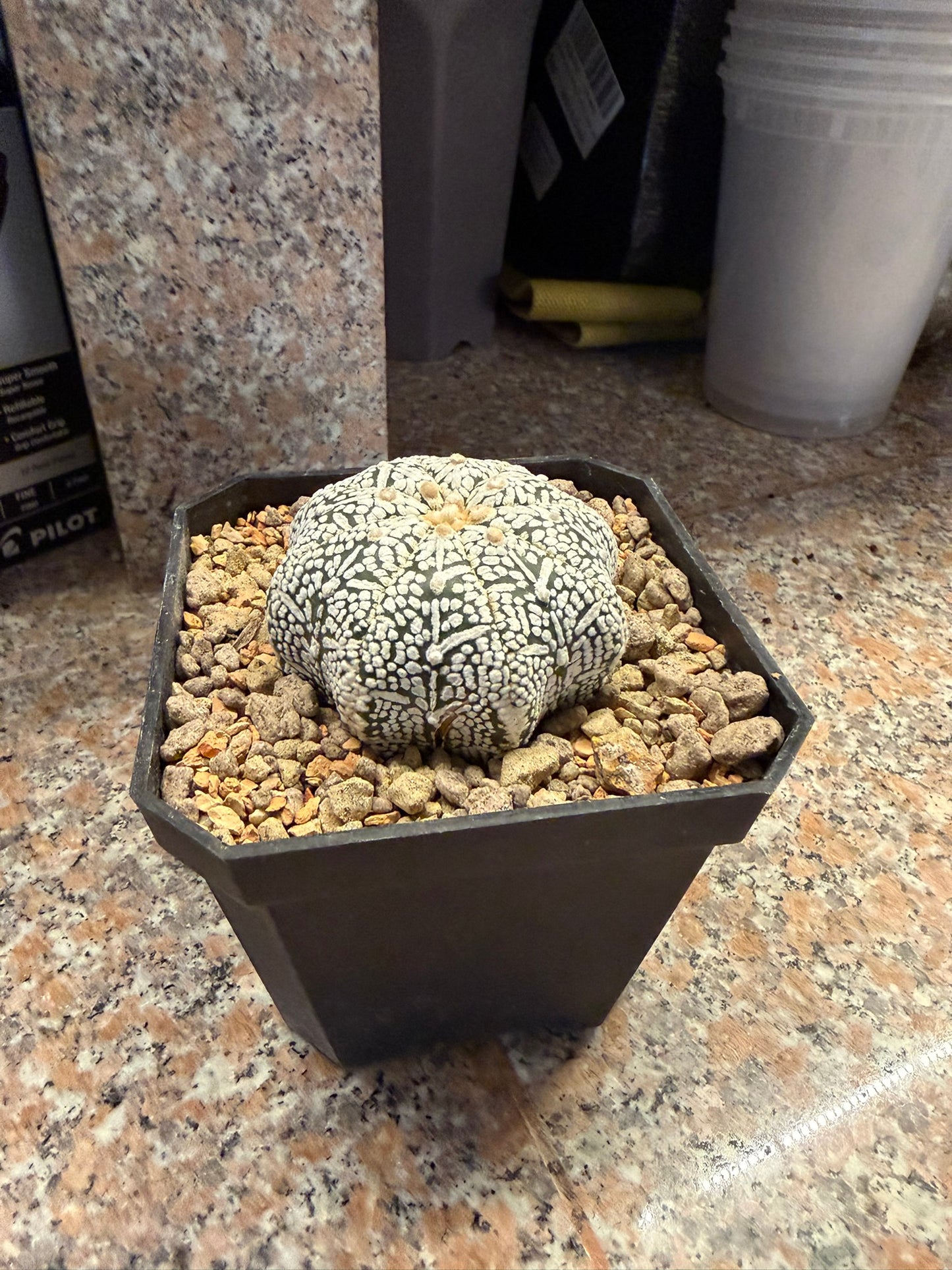 Astrophytum asterias Superkabuto