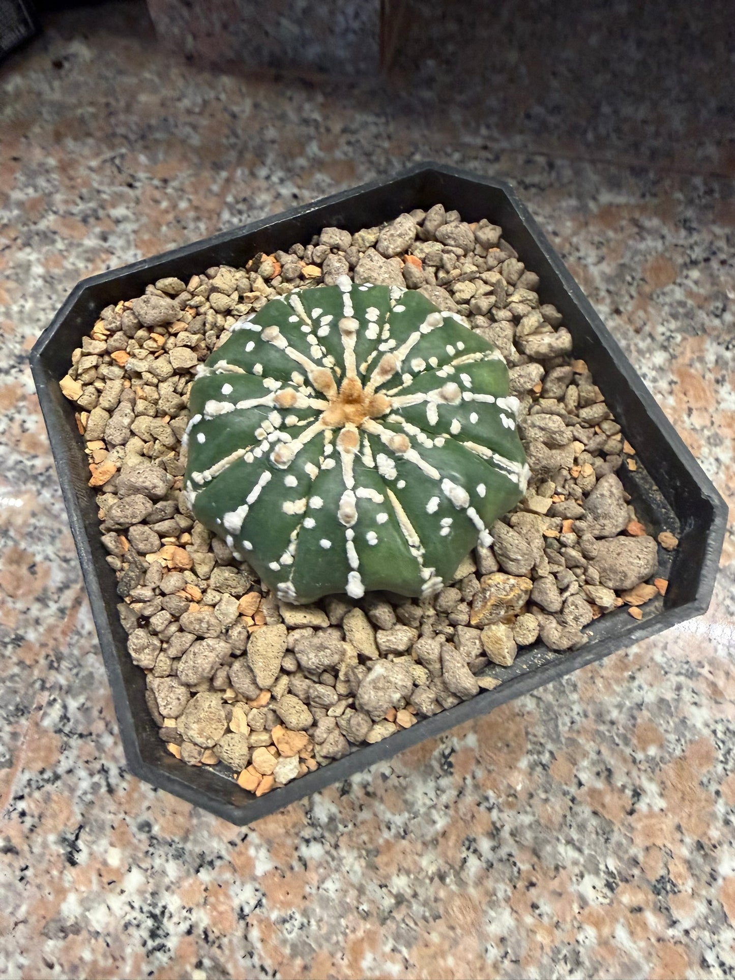 Astrophytum asterias Superkabuto