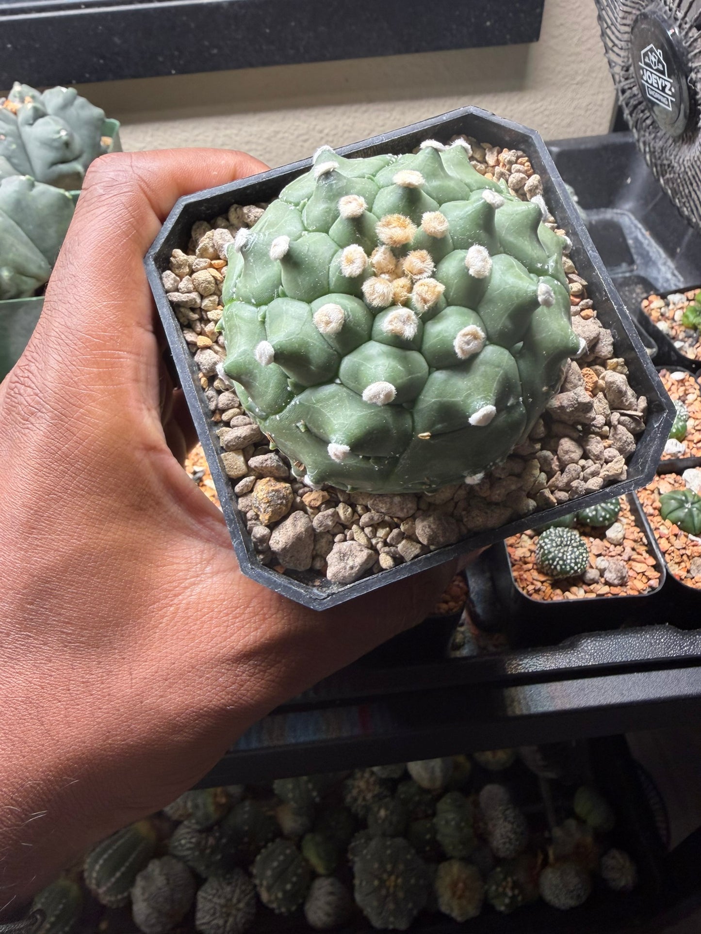 Astrophytum asterias Kikko