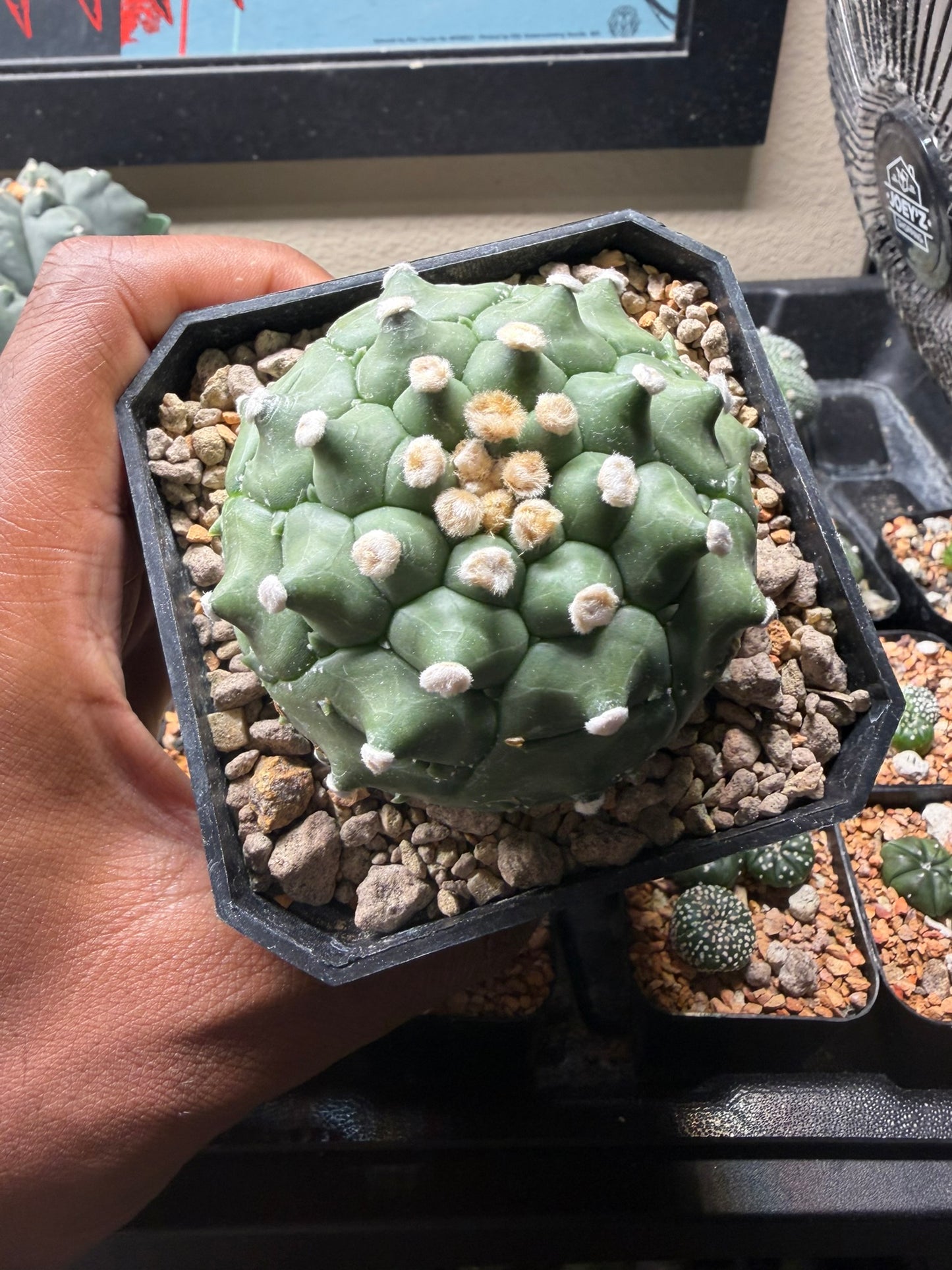 Astrophytum asterias Kikko