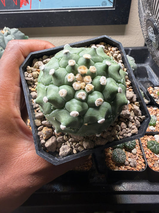 Astrophytum asterias Kikko