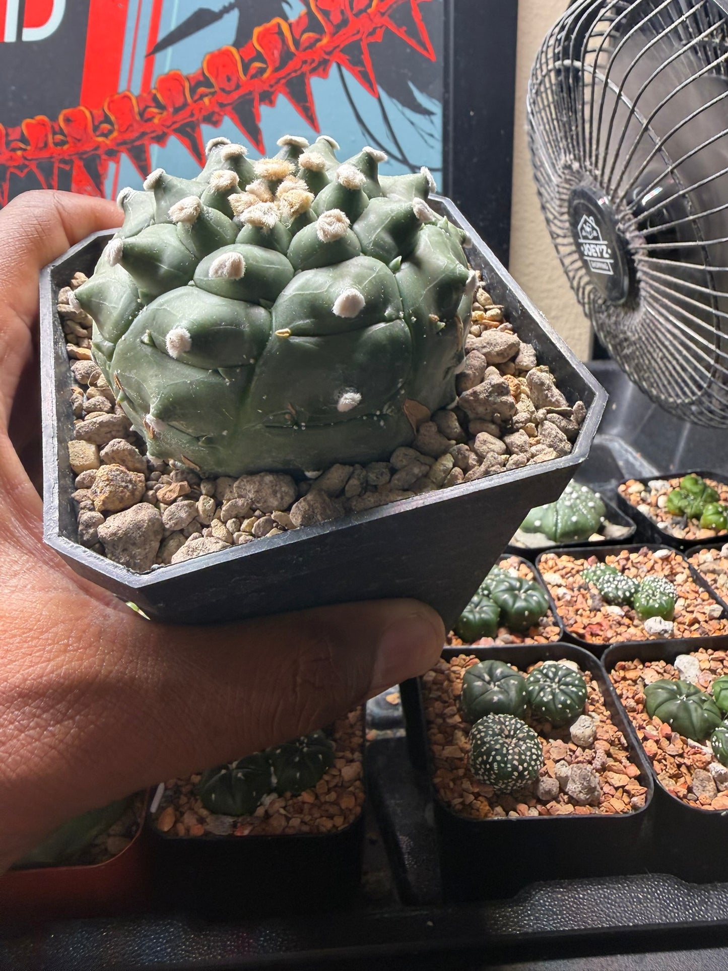 Astrophytum asterias Kikko