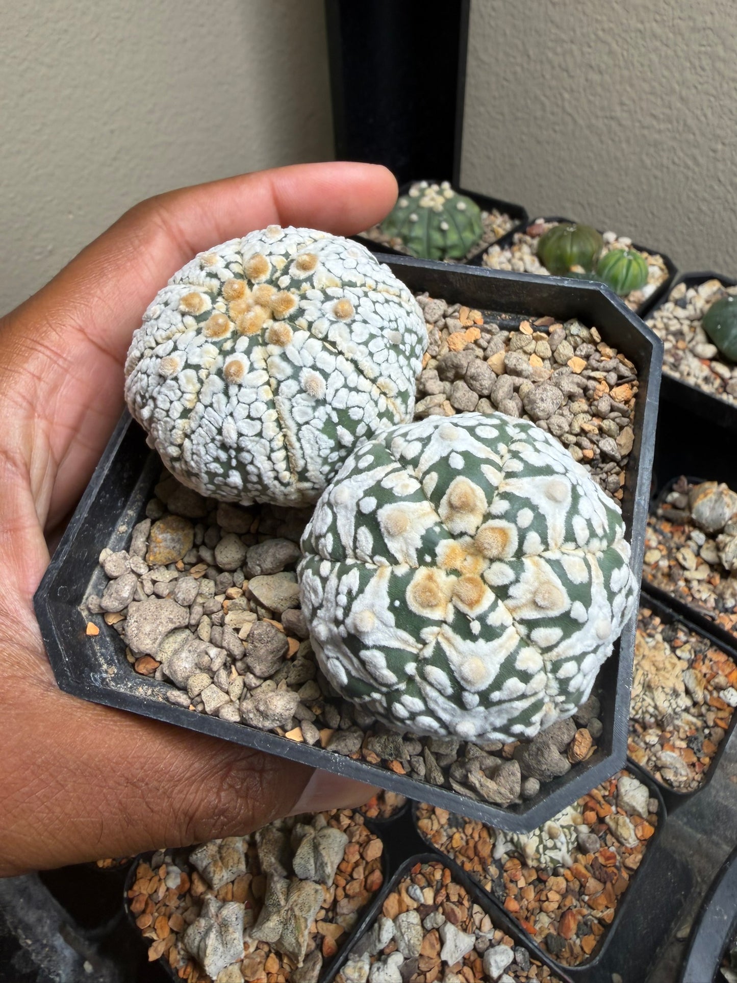 Astrophytum asterias Superkabuto Bundle