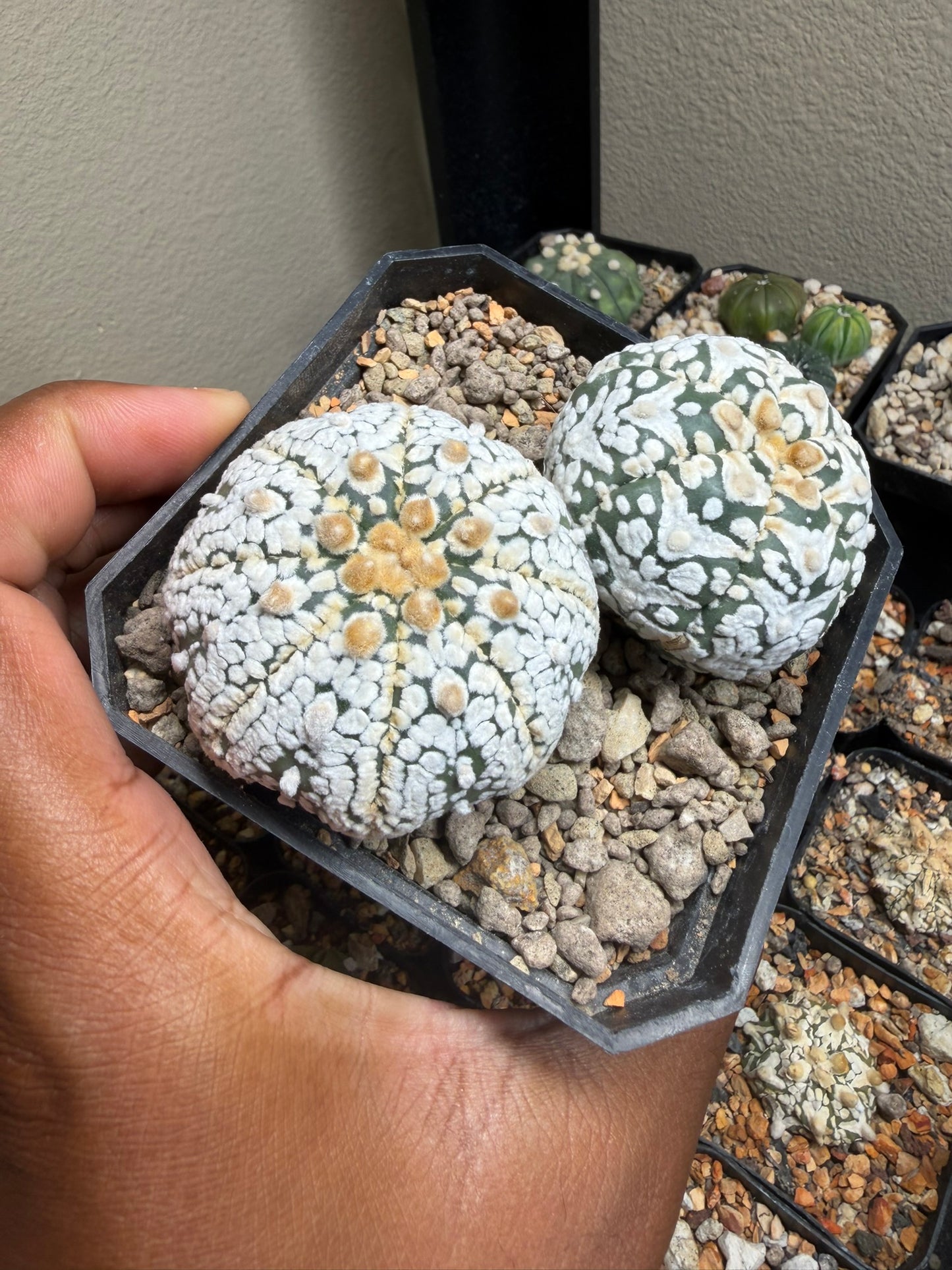Astrophytum asterias Superkabuto Bundle