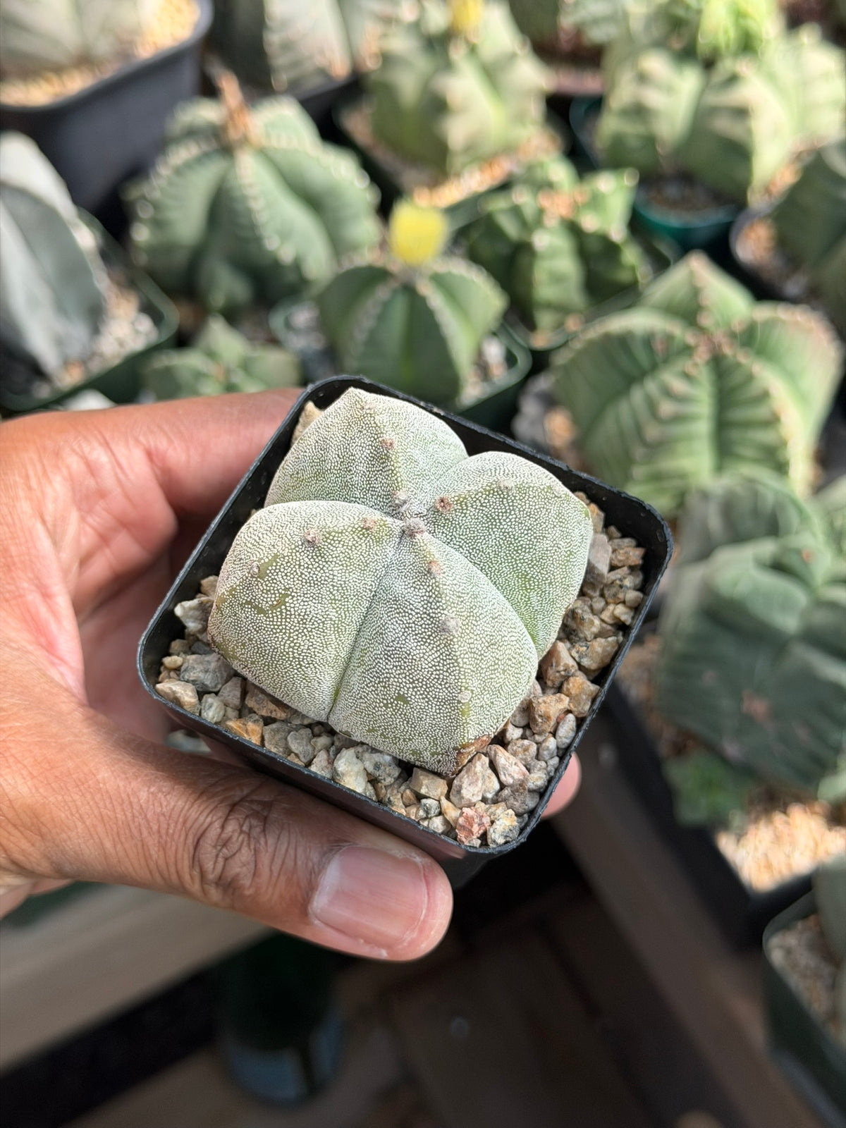 Astrophytum myriostigma quadricostatum