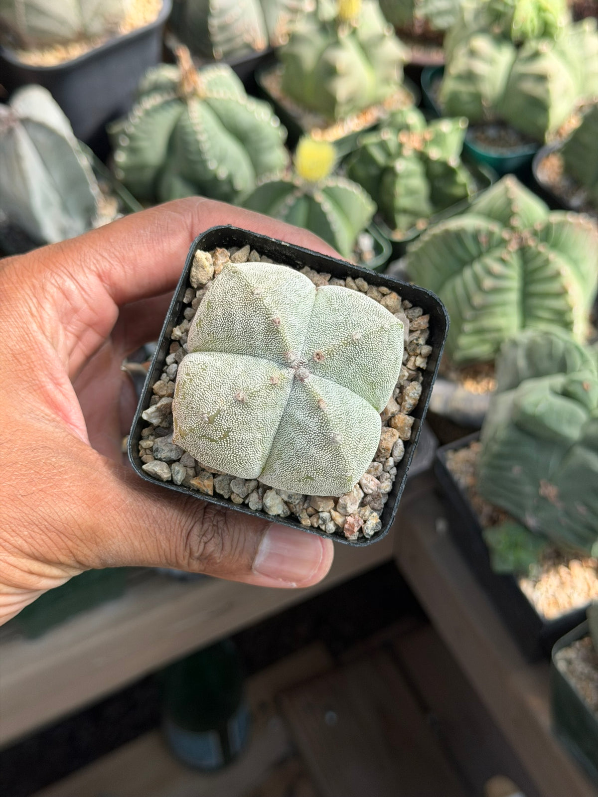 Astrophytum myriostigma quadricostatum