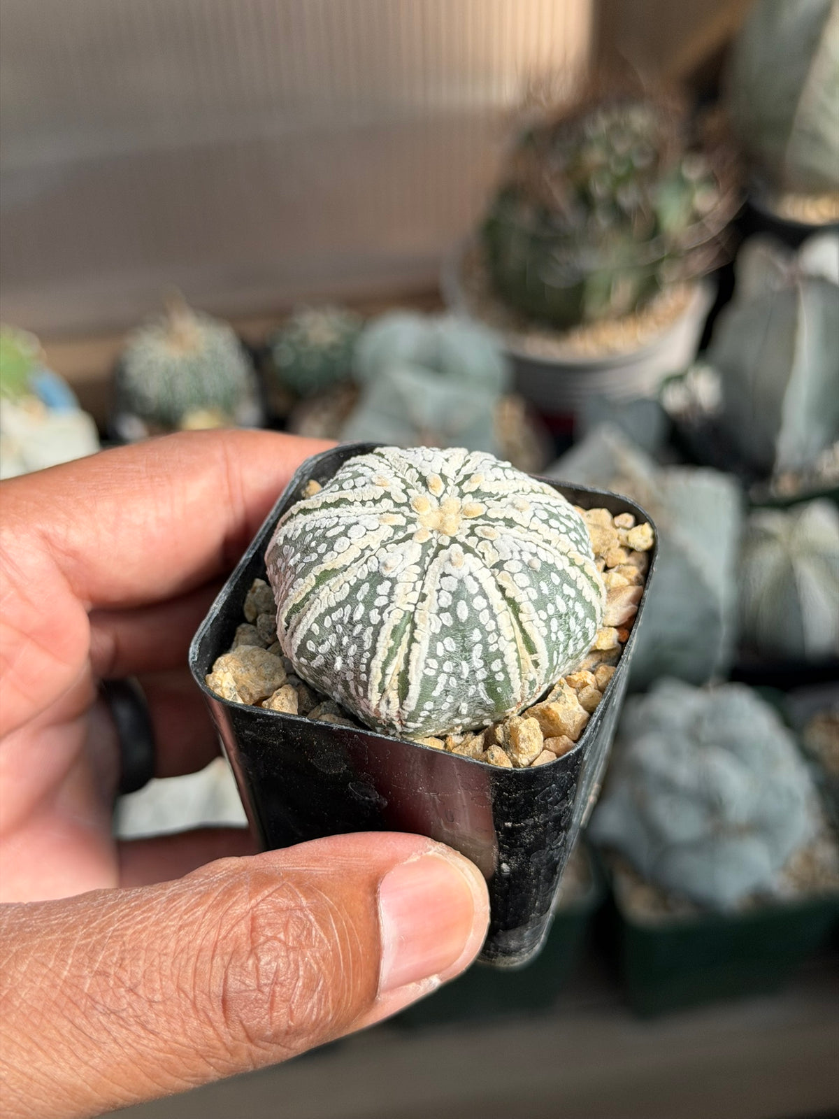 Astrophytum asterias Superkabuto Star Shape