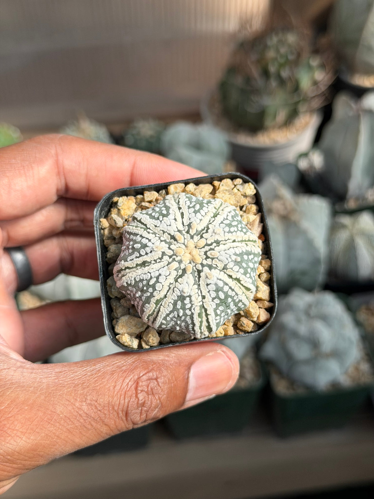 Astrophytum asterias Superkabuto Star Shape