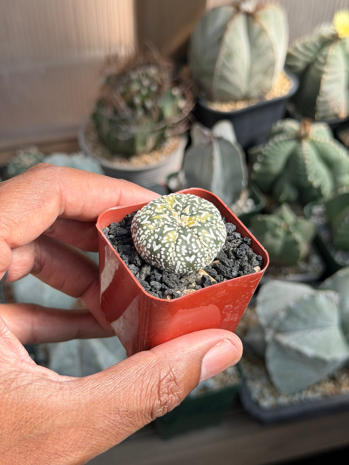 Astrophytum asterias Superkabuto V Type Variegated