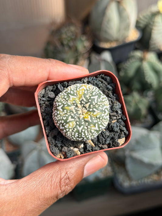 Astrophytum asterias Superkabuto V Type Variegated