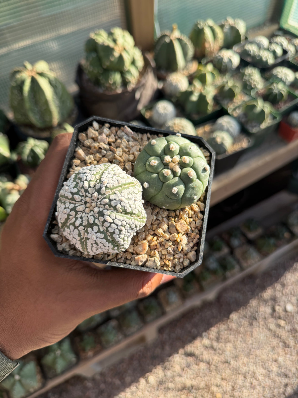 Astrophytum asterias Bundle